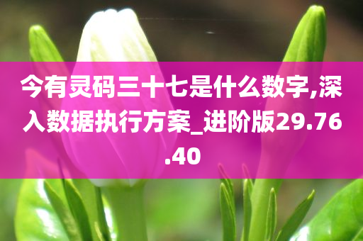 今有灵码三十七是什么数字,深入数据执行方案_进阶版29.76.40