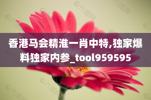 香港马会精淮一肖中特,独家爆料独家内参_tool959595