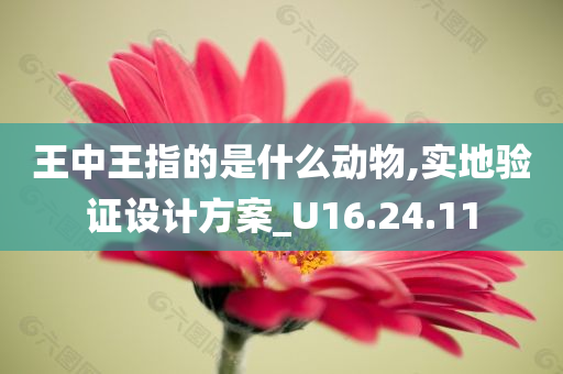 王中王指的是什么动物,实地验证设计方案_U16.24.11